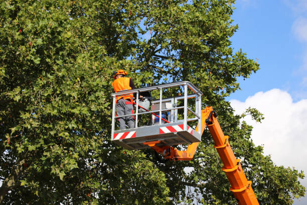 Best Lawn Watering Services  in Pierz, MN