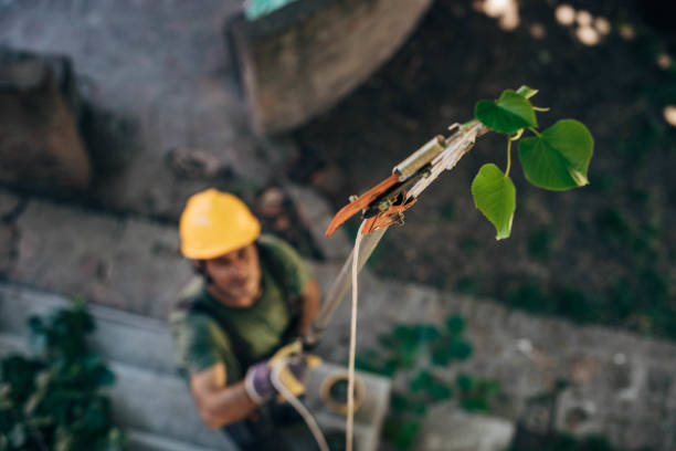 Trusted Pierz, MN Tree Services Experts