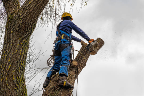 Best Lawn Pest Prevention  in Pierz, MN